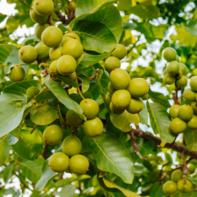 macadamia nut tree