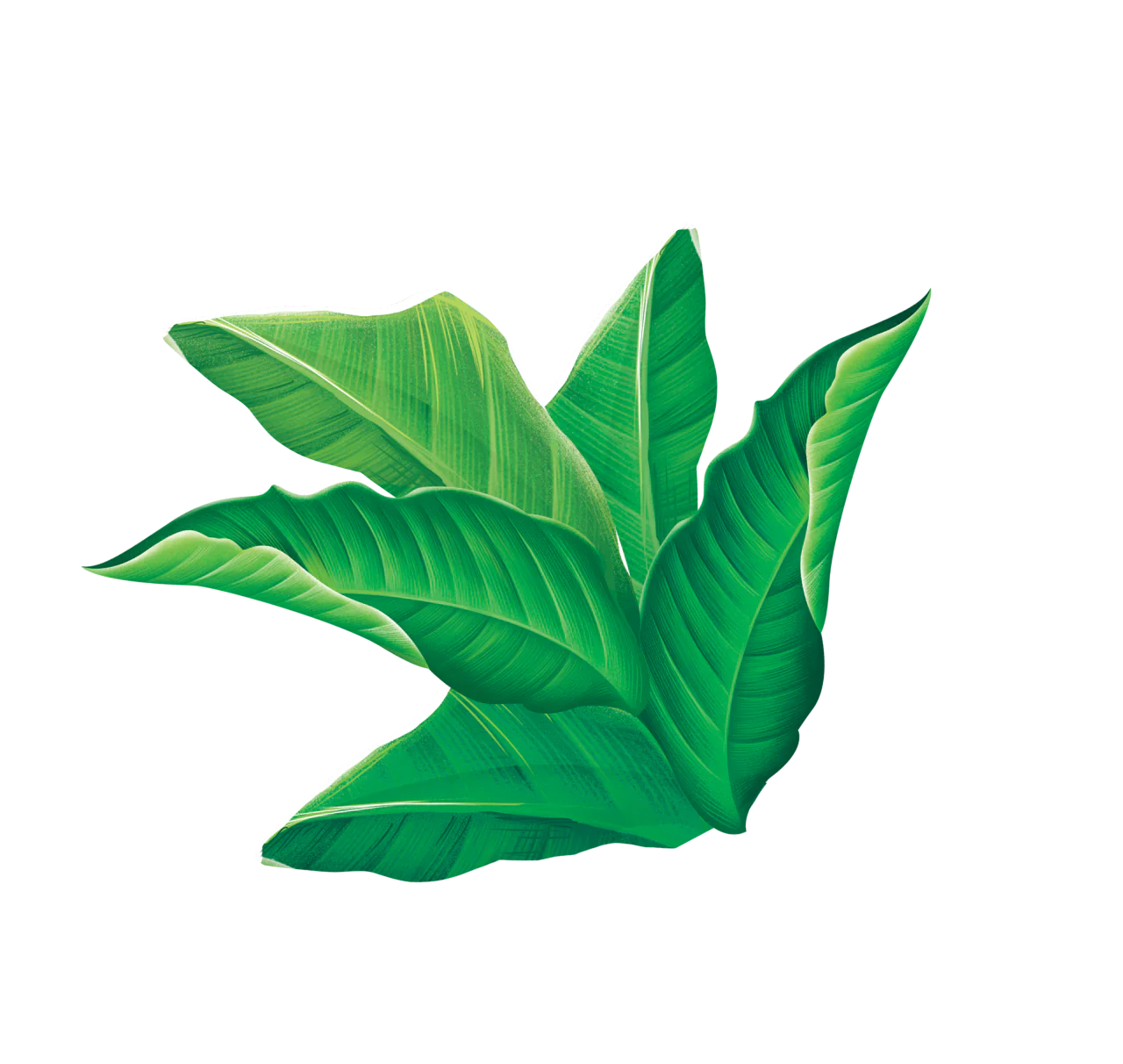 floral illustration