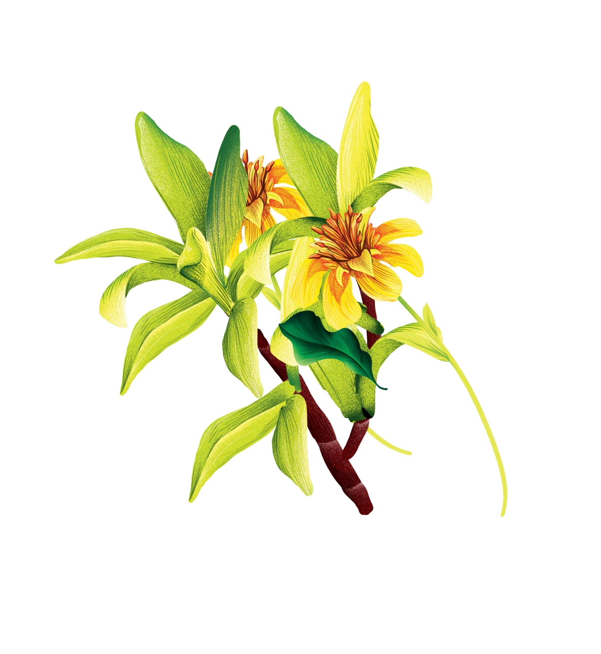 floral illustration
